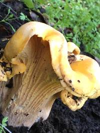 Cantharellus californicus image