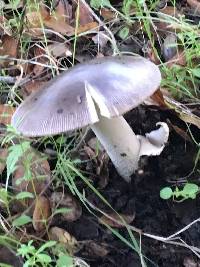 Amanita vaginata image