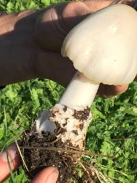 Volvariella gloiocephala image