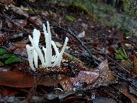 Clavaria fragilis image