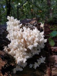 Hericium coralloides image