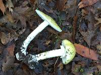 Amanita phalloides image