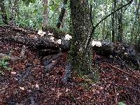 Hericium coralloides image