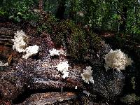 Hericium coralloides image