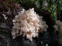 Hericium coralloides image