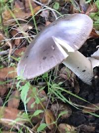 Amanita vaginata image