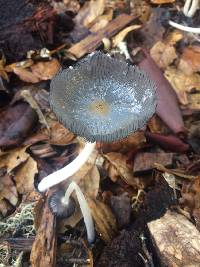 Coprinopsis lagopus image