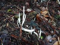 Clavaria fragilis image