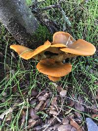 Omphalotus olivascens image