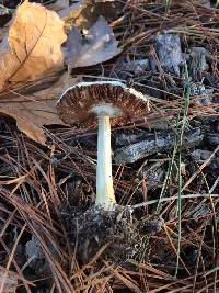 Volvariella gloiocephala image