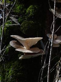 Pleurotus ostreatus image