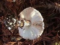 Chlorophyllum brunneum image