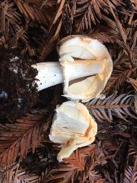 Chlorophyllum brunneum image