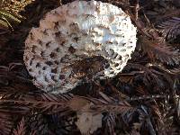 Chlorophyllum brunneum image