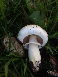 Agaricus californicus image