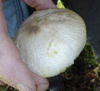 Agaricus californicus image