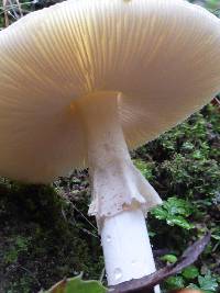 Amanita phalloides image