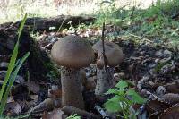 Armillaria mellea image