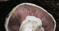 Agaricus californicus image