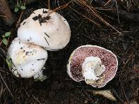 Agaricus californicus image