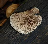 Crepidotus mollis image