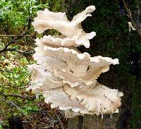 Pleurotus ostreatus image