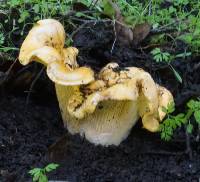 Cantharellus californicus image