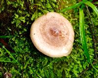 Lactarius xanthogalactus image