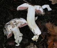 Agaricus californicus image