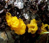 Tremella aurantia image