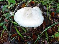 Agaricus californicus image