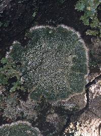 Pertusaria amara f. amara image