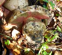 Boletus eastwoodiae image