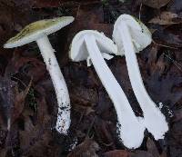 Amanita phalloides image