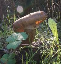 Armillaria mellea image