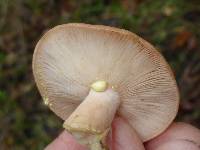 Lactarius xanthogalactus image