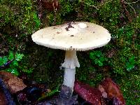 Amanita phalloides image