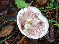 Agaricus californicus image