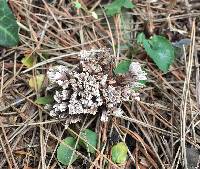 Thelephora anthocephala image