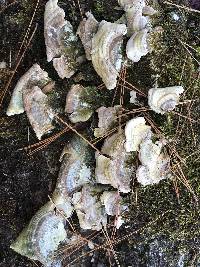 Trametes versicolor image