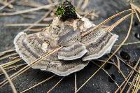 Trametes versicolor image