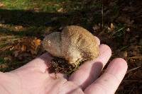 Lycoperdon perlatum image