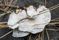 Trametes versicolor image