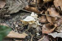 Helvella crispa image