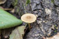 Image of Marasmius scorodonius