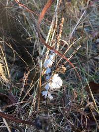 Schizophyllum commune image