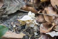 Helvella crispa image