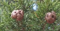 Gymnosporangium juniperi-virginianae image