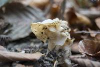 Helvella crispa image