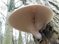 Pleurotus ostreatus image